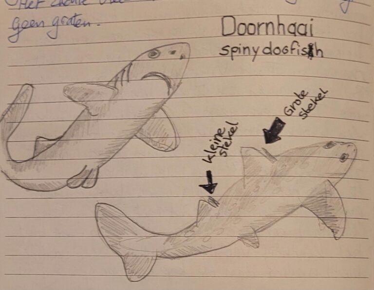 doornhaai